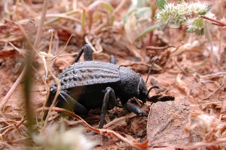 Adesmia monilis