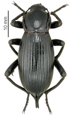 Blaps polychresta