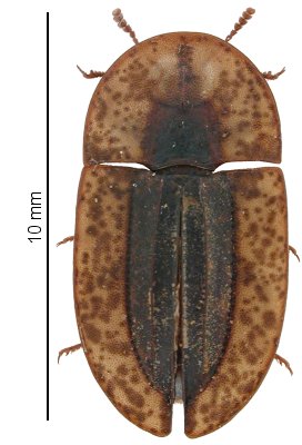 Cossyphus moniliferus