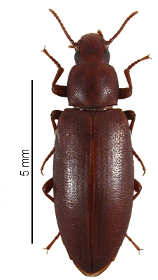 Cyphostethe sp