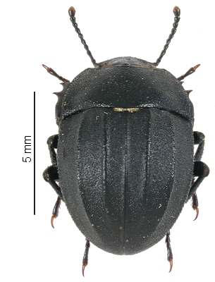 Erodius barbarus