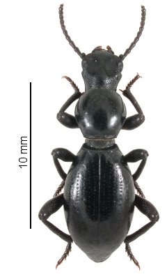 Mesostena angustata