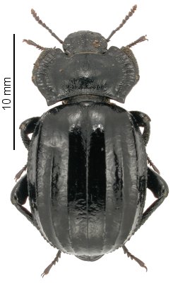 Morica grossa