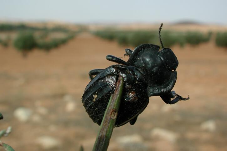 Morica grossa