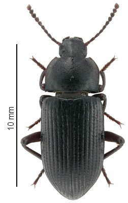 Opatrinus niloticus