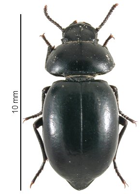 Pachychila andreinii