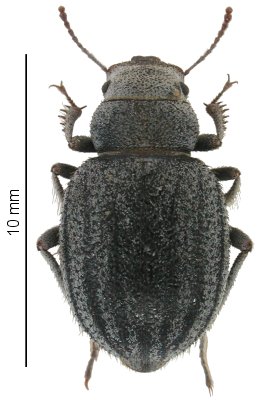 Storthocnemis steckeri